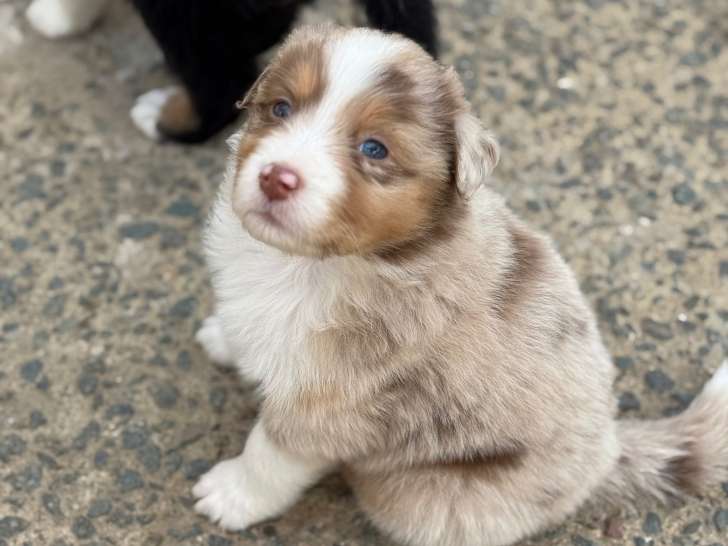 Chiots Berger Australien à réserver