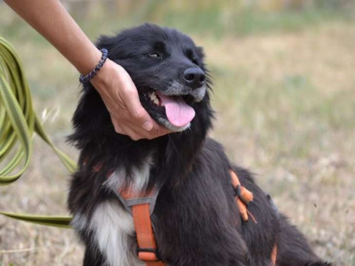 Cana, douce chienne de type Border Collie à adopter