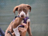 Mickey, chiot marron et blanc à adopter