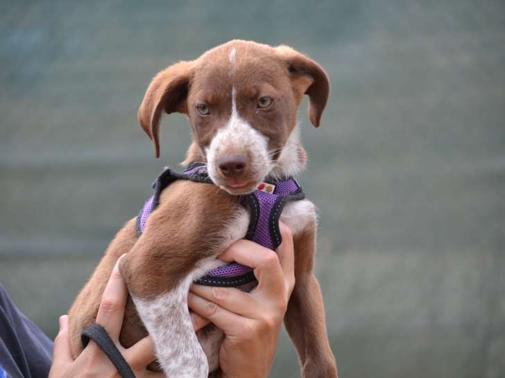 Mickey, chiot marron et blanc à adopter