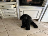 Chien adulte de race Cocker Anglais Mâle à donner