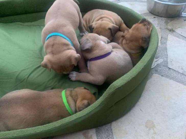 Chiots American Bully à vendre