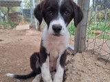 Tilly, chiot femelle noir et blanc à adopter