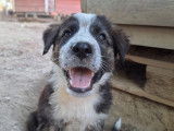 Gaia, chiot femelle à adopter