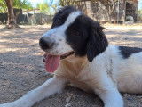 Angi, chiot femelle blanc et noir à adopter
