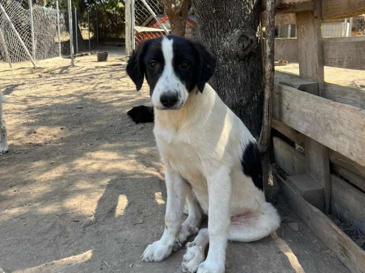 Angi, chiot femelle blanc et noir à adopter