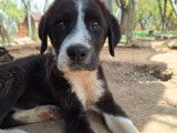 Homie, chiot mâle noir et blanc à adopter
