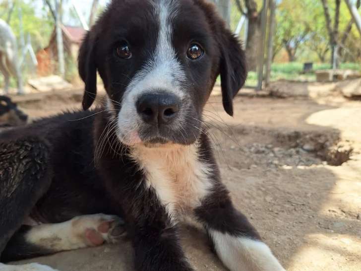 Homie, chiot mâle noir et blanc à adopter