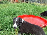 Willow, chiot femelle noir et blanc à adopter