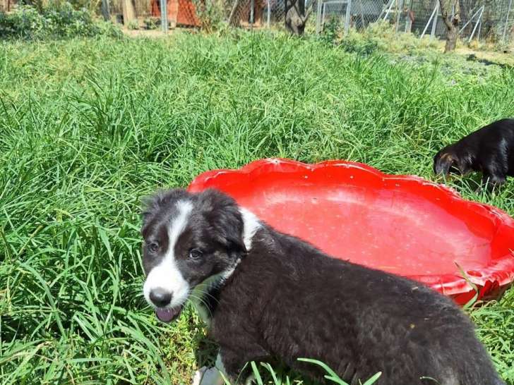 Willow, chiot femelle noir et blanc à adopter