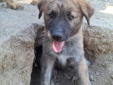 Odin, chiot à adopter