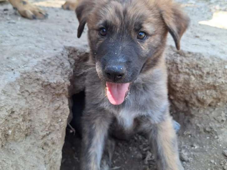 Odin, chiot à adopter
