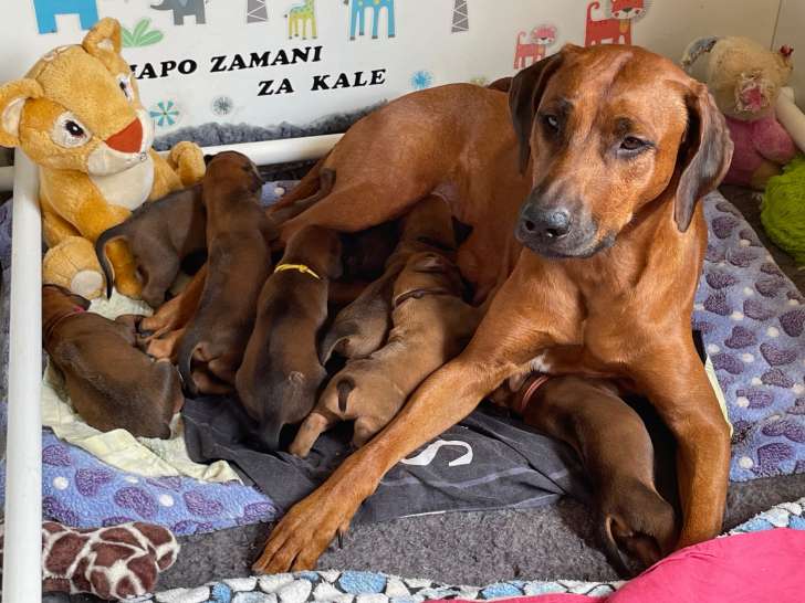 Chiots de race Rhodesian Ridgeback à vendre (4 mâles)