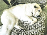 Chien adulte de type Chien de Montagne des Pyrénées Mâle à donner
