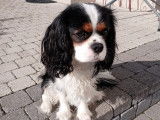 Mâle Cavalier King Charles Spaniel disponible pour saillie