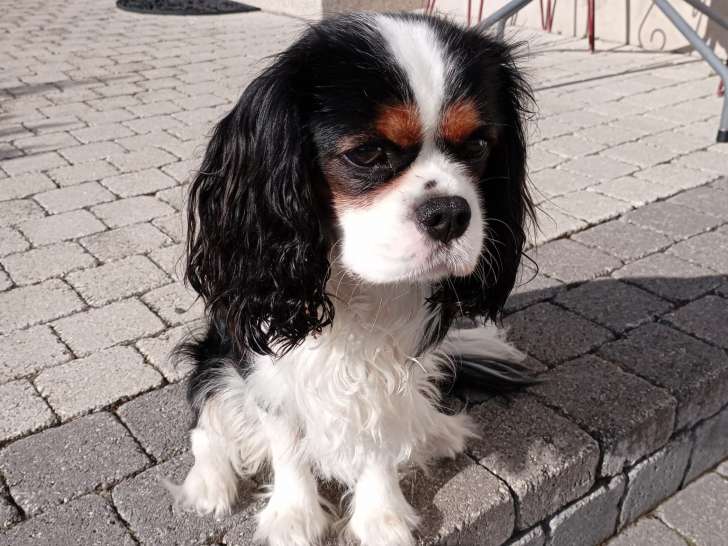 Mâle Cavalier King Charles Spaniel disponible pour saillie