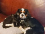 Mâle Cavalier King Charles Spaniel disponible pour saillie