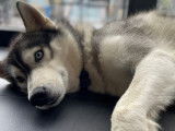 Mâle Husky Sibérien LOF de 4 ans disponible pour saillie