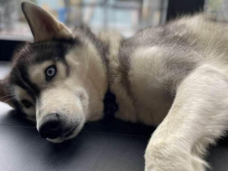 Mâle Husky Sibérien LOF de 4 ans disponible pour saillie