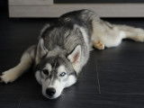 Mâle Husky Sibérien LOF de 4 ans disponible pour saillie