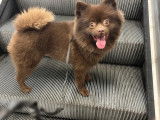 Mâle Spitz Allemand disponible pour saillie
