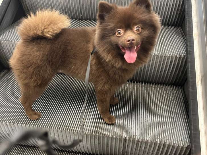 Mâle Spitz Allemand disponible pour saillie