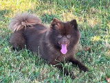 Mâle Spitz Allemand disponible pour saillie