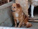 Mozart, chien à adopter en association