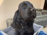 Chiots Cockers Anglais LOF à vendre