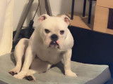 Femelle Bouledogue Anglais disponible pour saillie