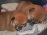 Chiots Shiba Inu à réserver