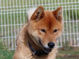 Chiots Shiba Inu à réserver