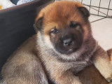 Chiots Shiba Inu à réserver