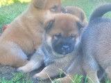 Chiots Shiba Inu à réserver