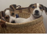 Chiots de type Jack Russell à vendre (2 mâles)