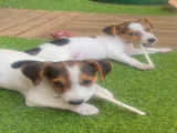 Chiots de type Jack Russell à vendre (2 mâles)