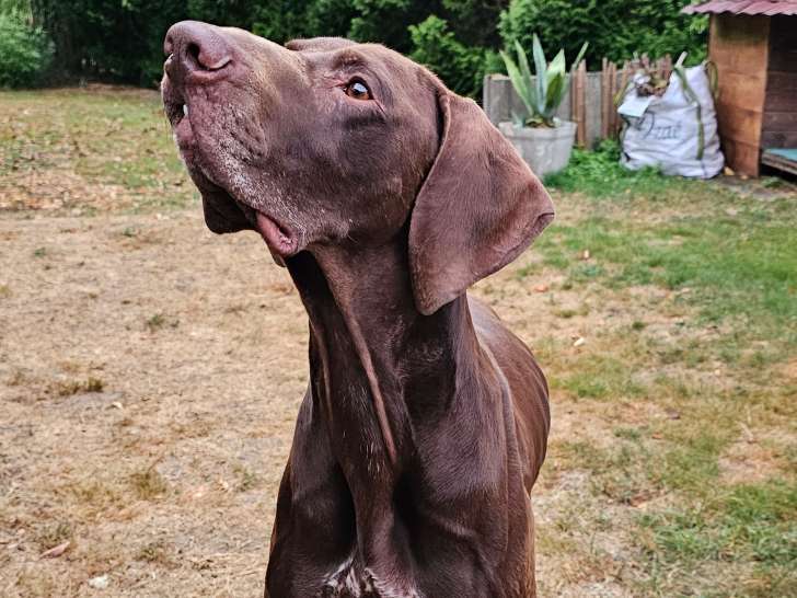 Recherche femelle Braque Allemand LOF pour saillie