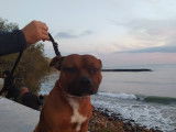 Mâle Staffordshire Bull Terrier disponible pour saillie