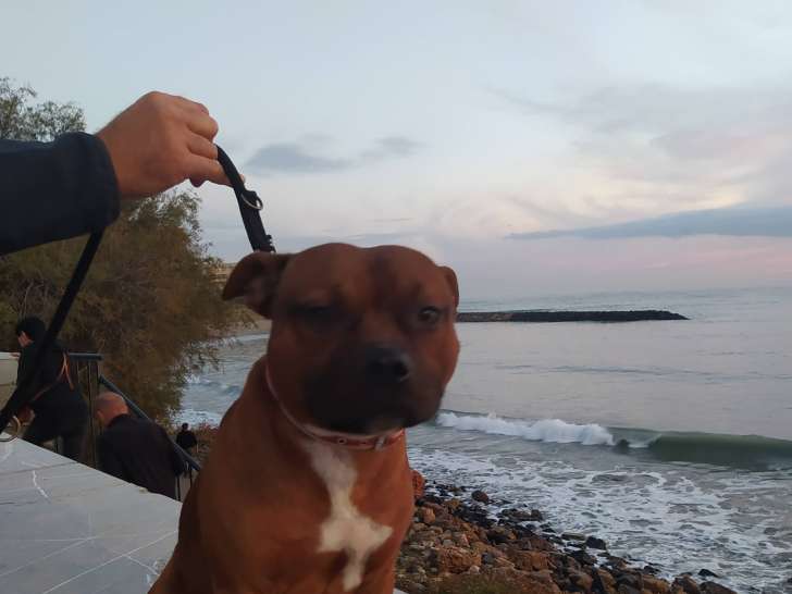 Mâle Staffordshire Bull Terrier disponible pour saillie