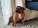 Mâle Staffordshire Bull Terrier disponible pour saillie