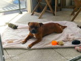 Mâle Staffordshire Bull Terrier disponible pour saillie