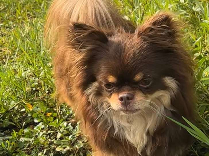 Mâle Chihuahua chocolat tan à poil long LOF