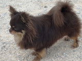 Mâle Chihuahua chocolat tan à poil long LOF