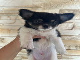 Chiot Chihuahua à poil long à vendre