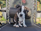 Chiot femelle Staffie LOF à vendre
