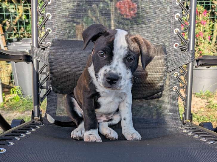 Chiot femelle Staffie LOF à vendre