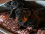 Magnifique chiot femelle Teckel à vendre