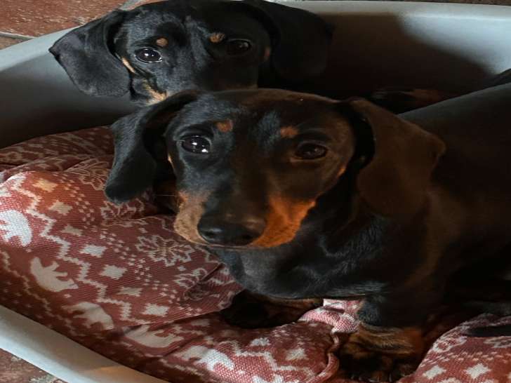 Magnifique chiot femelle Teckel à vendre