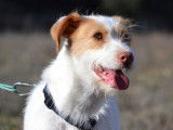 Rumba, un amour de Podenca à adopter