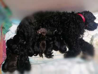 Maman Topaze et ses précieux